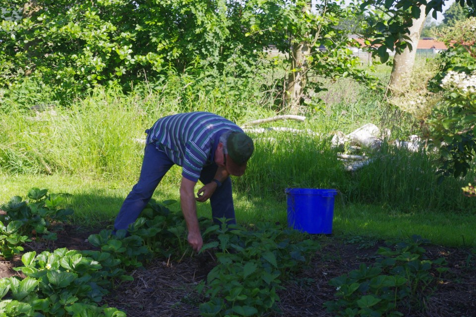 vrijwilliger in de tuin aan het onkruid wieden tussen de aardbeien vacatures Sprankenhof