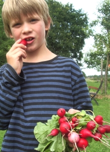 jongen eet biologisch radijs met in zijn hand bosje radijsjes zelf geplukt bij Sprankenhof