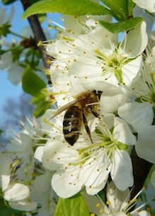 Een honingbij op perenbloesem in de tuin van Sprankenhof