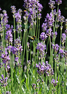 Bloeiende lavendel met hommeltje biologische kruiden tuin Sprankenhof Udenhout Tilburg