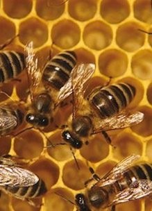Honingbijen op bijenraat met honing in de tuin van Sprankenhof
