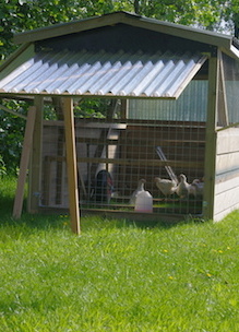 Mobiele kippenhokken reist door de tuin bij Sprankenhof in Udenhout