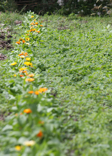 Biologische goudsbloemen in tuin boerderij boshoeve Sprankenhof