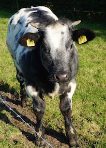 koeien kom je tegen op Sprankenhof Udenhout