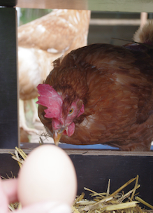 Biologisch ei wordt geraapt uit leghokje vers onder de kip vandaan bij Sprankenhof
