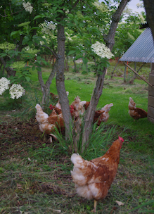 Biologische kippen lopen door de tuin van Sprankenhof