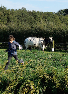 Kindje in aardbeienveld met op de achtergrond koe