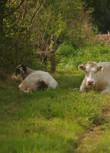 Koeien liggen lekker in de schaduw van een houtwal op Boshoeve Sprankenhof