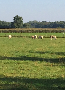 schapen in de weide van boshoeve Sprankenhof