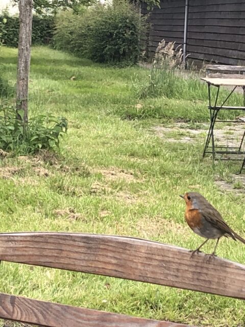 pluktuin vogel