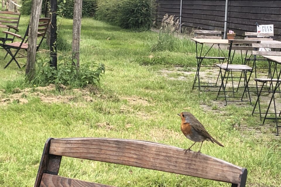 pluktuin vogel