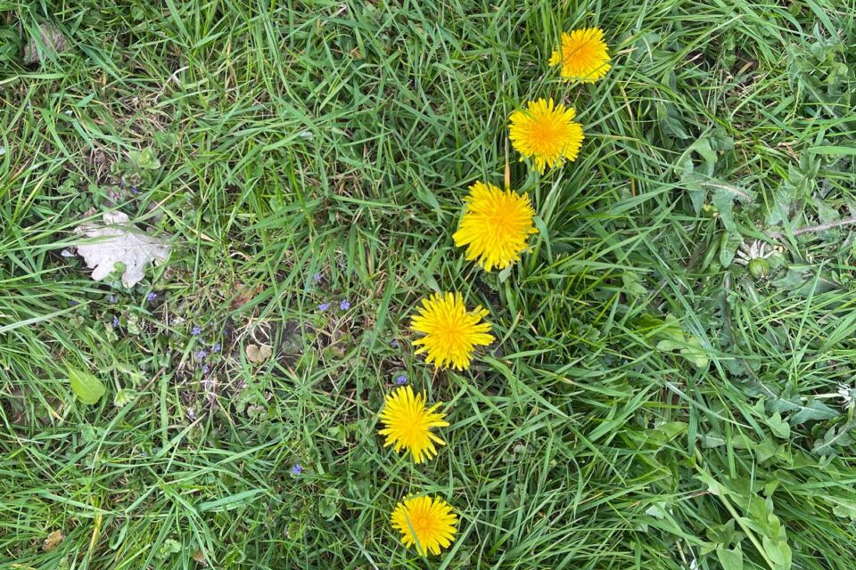 vraagteken paardebloemen veel gestelde vragen