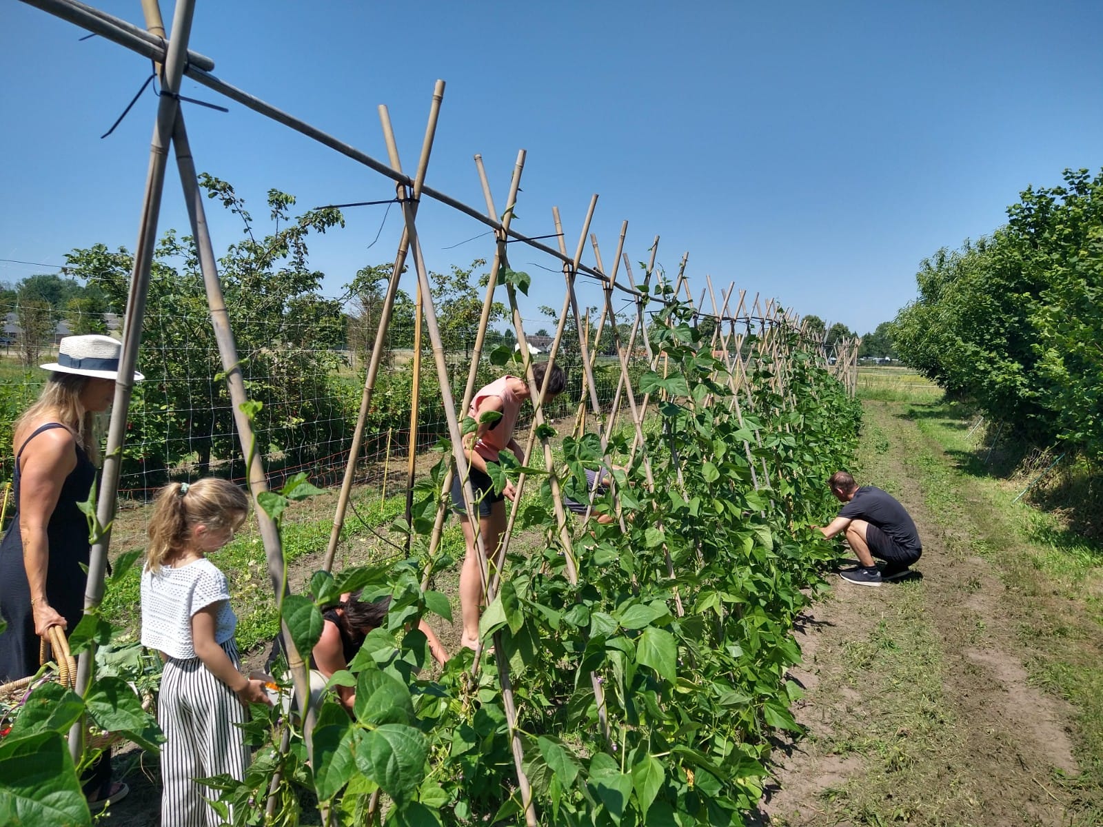Sprankenhof zelfpluk stokbonen